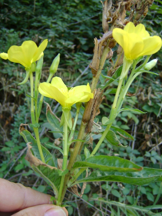 Senza foglie basali - Oenothera sp.
